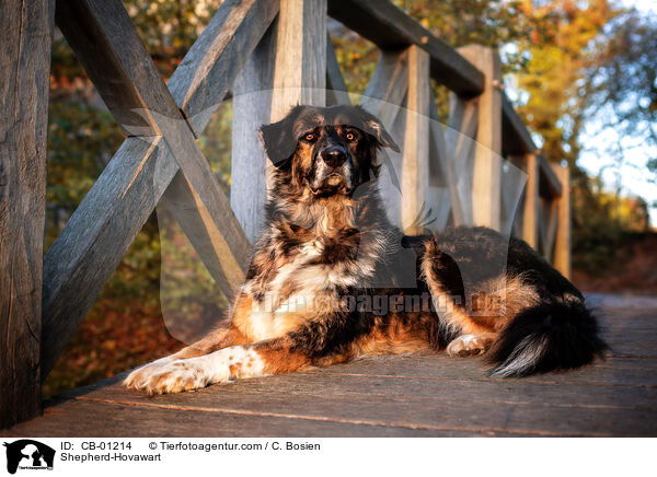 Schferhund-Hovawart / Shepherd-Hovawart / CB-01214
