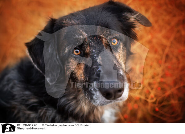 Schferhund-Hovawart / Shepherd-Hovawart / CB-01220