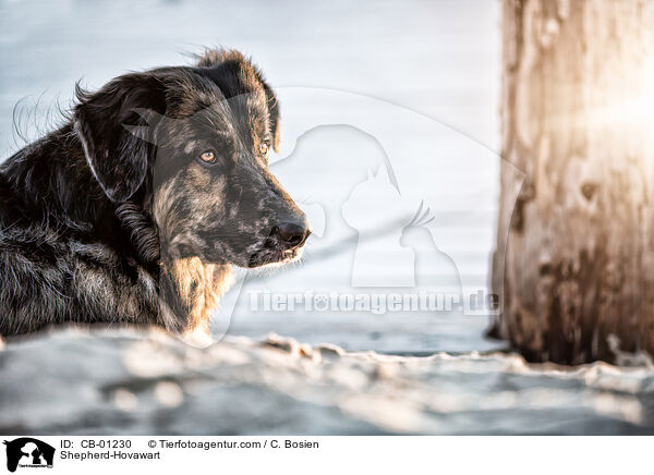 Schferhund-Hovawart / Shepherd-Hovawart / CB-01230