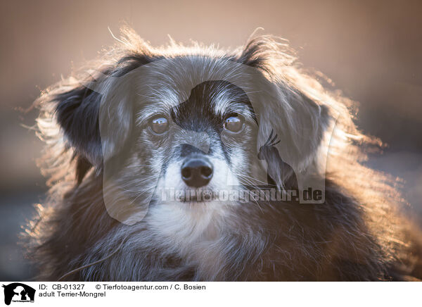 erwachsener Terrier-Mischling / adult Terrier-Mongrel / CB-01327