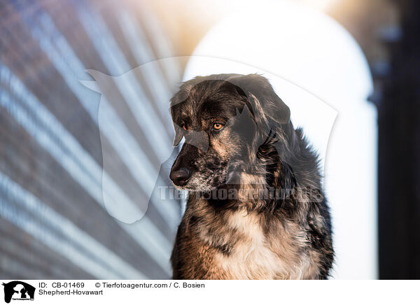 Schferhund-Hovawart / Shepherd-Hovawart / CB-01469