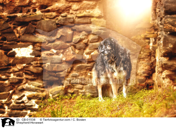 Schferhund-Hovawart / Shepherd-Hovawart / CB-01538