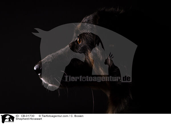 Schferhund-Hovawart / Shepherd-Hovawart / CB-01730