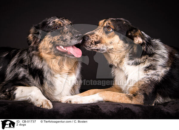 2 Hunde / 2 dogs / CB-01737