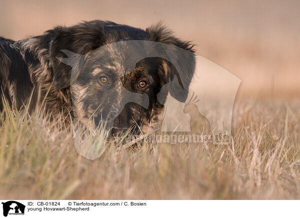 junger Hovawart-Schferhund / young Hovawart-Shepherd / CB-01824