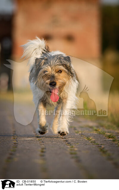 erwachsener Terrier-Mischling / adult Terrier-Mongrel / CB-01850
