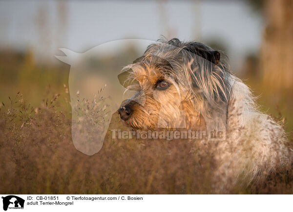 erwachsener Terrier-Mischling / adult Terrier-Mongrel / CB-01851