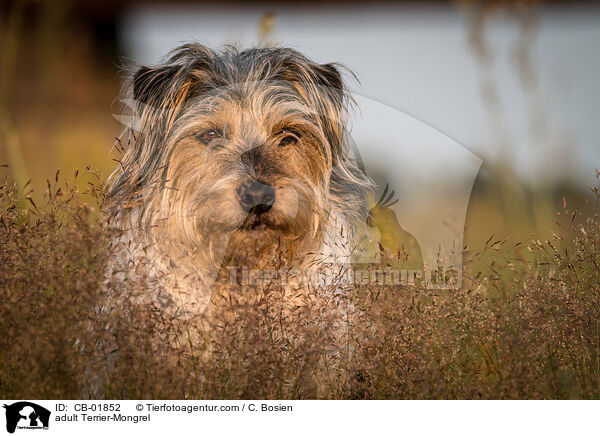 erwachsener Terrier-Mischling / adult Terrier-Mongrel / CB-01852