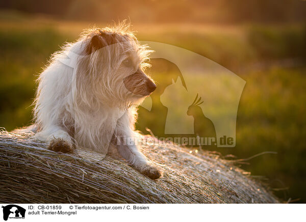 erwachsener Terrier-Mischling / adult Terrier-Mongrel / CB-01859