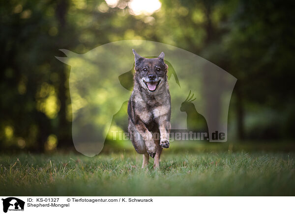 Schferhund-Mischling / Shepherd-Mongrel / KS-01327