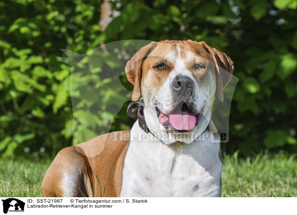 Labrador-Retriever-Kangal im Sommer / Labrador-Retriever-Kangal in summer / SST-21987