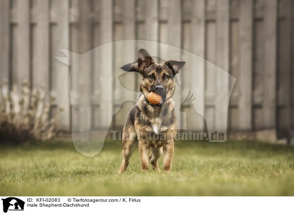 Schferhund-Dackel Rde / male Shepherd-Dachshund / KFI-02083