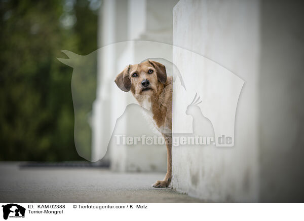Terrier-Mischling / Terrier-Mongrel / KAM-02388