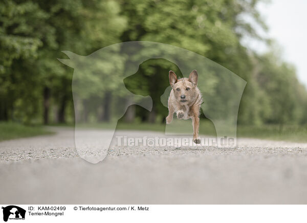 Terrier-Mischling / Terrier-Mongrel / KAM-02499