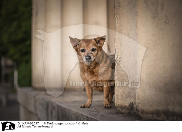 alte Terrier-Mischling Hndin / old female Terrier-Mongrel / KAM-02517