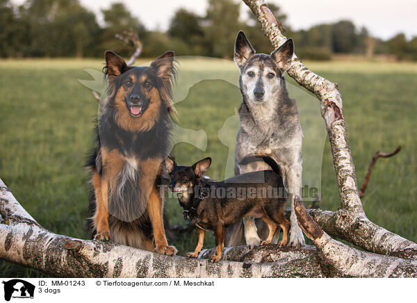 3 Hunde / 3 dogs / MM-01243