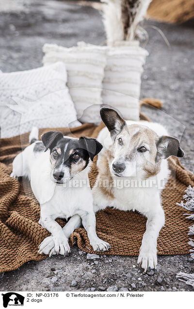 2 Hunde / 2 dogs / NP-03176