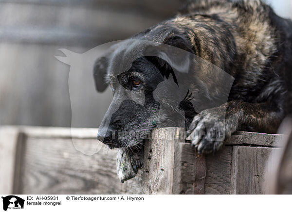 Mischling Hndin / female mongrel / AH-05931