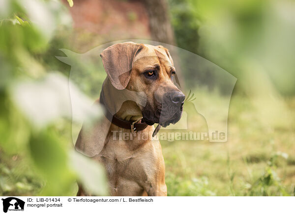 Mischling Portrait / mongrel portrait / LIB-01434