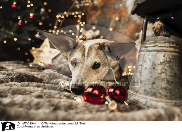 Corgi-Mischling zu Weihnachten / Corgi-Mongrel at christmas / MT-01944