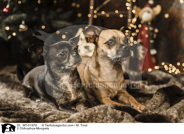2 Chihuahua-Mischlinge / 2 Chihuahua-Mongrels / MT-01976