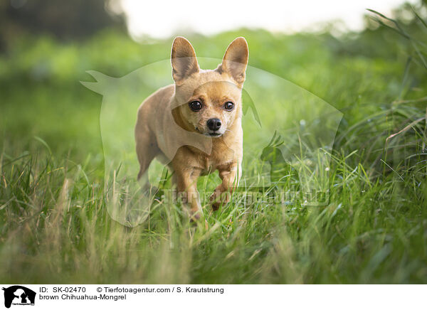 brauner Chihuahua-Mischling / brown Chihuahua-Mongrel / SK-02470