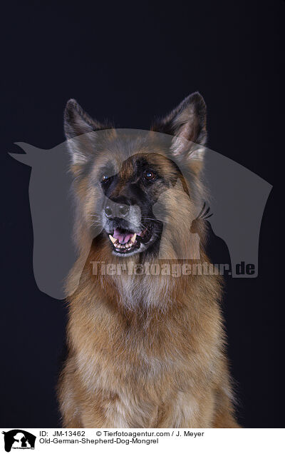 Altdeuscher-Schferhund-Mischling / Old-German-Shepherd-Dog-Mongrel / JM-13462