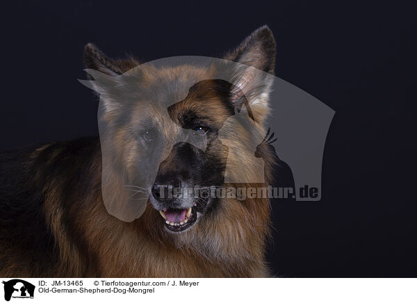Altdeuscher-Schferhund-Mischling / Old-German-Shepherd-Dog-Mongrel / JM-13465