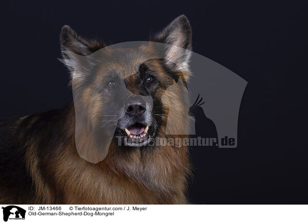 Altdeuscher-Schferhund-Mischling / Old-German-Shepherd-Dog-Mongrel / JM-13466