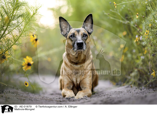 Malinois-Mischling / Malinois-Mongrel / AE-01879