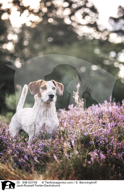 Jack-Russel-Terrier-Dackel / Jack-Russell-Terrier-Dachshund / SIB-02708