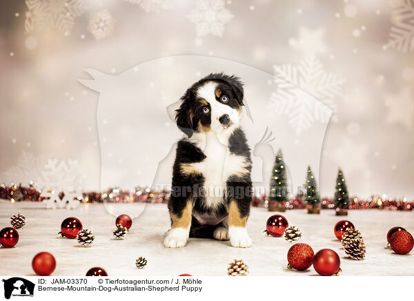 Berner-Sennenhund-Australian-Shepherd Welpe / Bernese-Mountain-Dog-Australian-Shepherd Puppy / JAM-03370