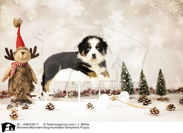 Bernese-Mountain-Dog-Australian-Shepherd Puppy / JAM-03611