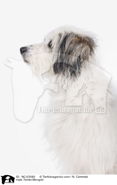 Terrier-Mischling Rde / male Terrier-Mongrel / NC-03080