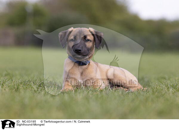 Whippet-Mischling / Sighthound-Mongrel / NC-03195