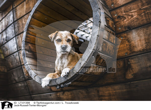 Jack-Russell-Terrier-Mischling / Jack-Russell-Terrier-Mongrel / LT-01398