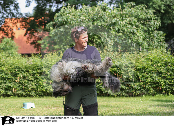 Schafpudel-Mischling / GermanSheeppoodle-Mongrel / JM-16466