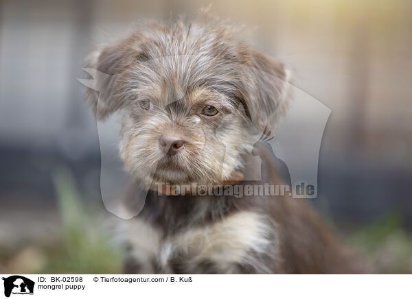 mongrel puppy / BK-02598