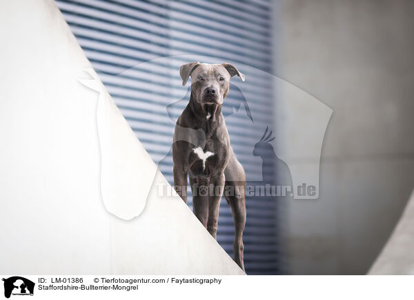 Staffordshire-Bullterrier-Mix / Staffordshire-Bullterrier-Mongrel / LM-01386