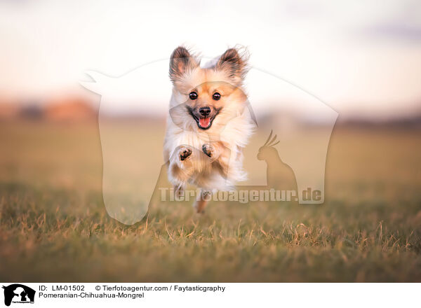 Pomeranian-Chihuahua-Mongrel / LM-01502