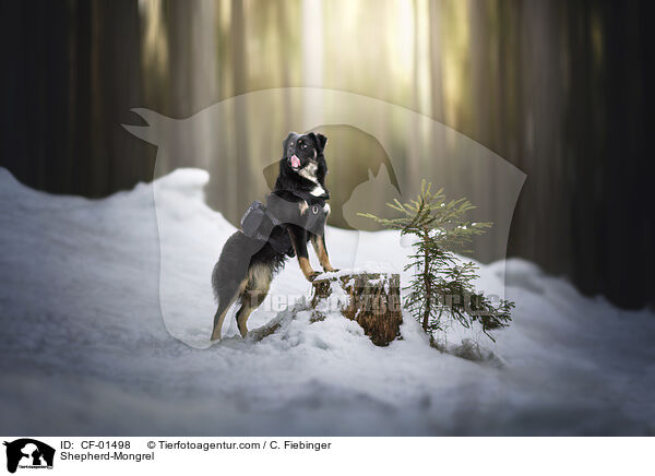 Schferhund-Mischling / Shepherd-Mongrel / CF-01498