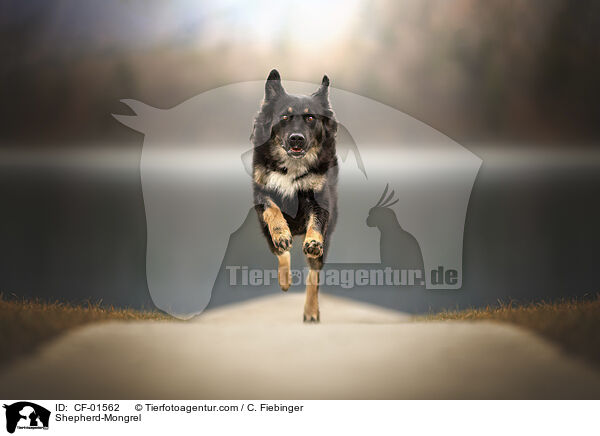 Schferhund-Mischling / Shepherd-Mongrel / CF-01562