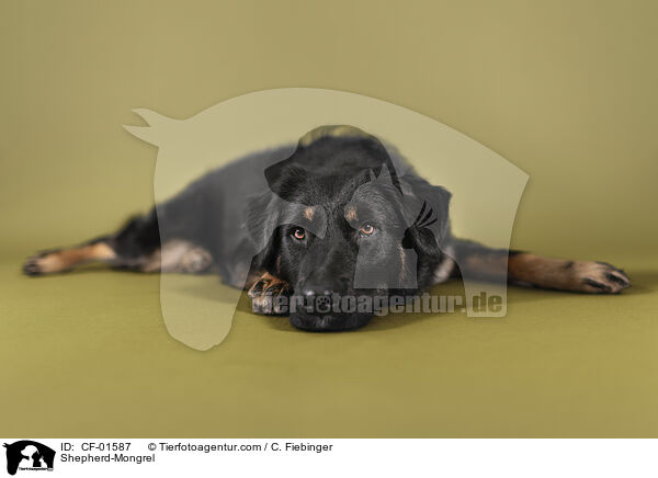 Schferhund-Mischling / Shepherd-Mongrel / CF-01587