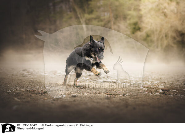 Schferhund-Mischling / Shepherd-Mongrel / CF-01642