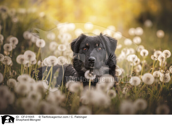 Schferhund-Mischling / Shepherd-Mongrel / CF-01645
