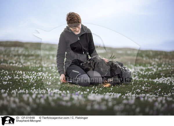 Schferhund-Mischling / Shepherd-Mongrel / CF-01648