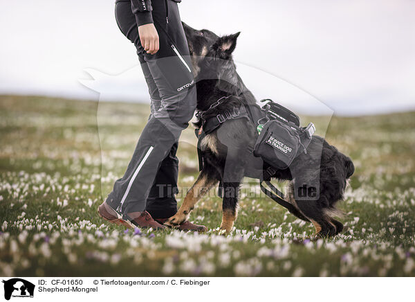 Schferhund-Mischling / Shepherd-Mongrel / CF-01650