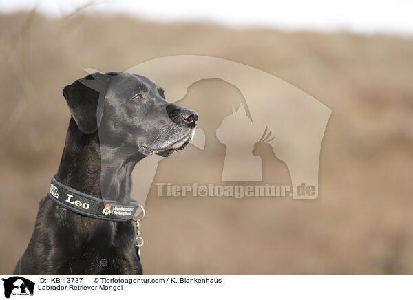 Labrador-Retriever-Mischling / Labrador-Retriever-Mongel / KB-13737