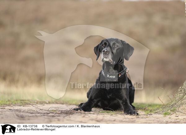 Labrador-Retriever-Mischling / Labrador-Retriever-Mongel / KB-13738
