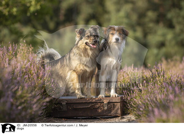 Hunde / dogs / JM-20556